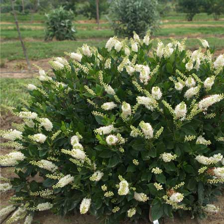 CLETHRA