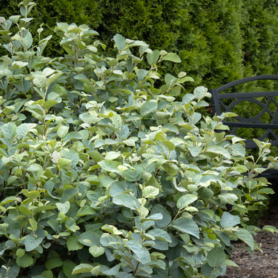 FOTHERGILLA