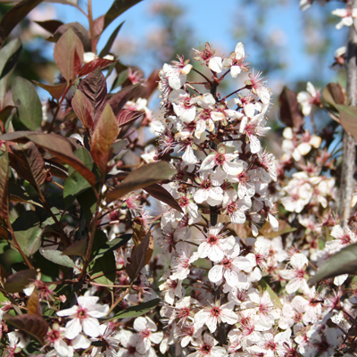 SAND CHERRY