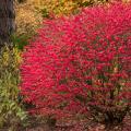 BURNING BUSH, DWARF 2 GALLON