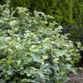 FOTHERGILLA, BLUE SHADOW 2 GAL