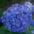 HYDRANGEA, LD RAVE 3-5 GALLON