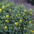 HYPERICUM, SUNBURST 3-5 GALLON