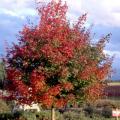 MAPLE, PACIFIC SUNSET 2"