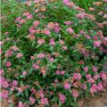 SPIREA, DOUBLE PLAY ARTISAN 2 GAL