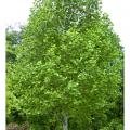 TULIP TREE 15 GAL