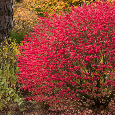 BURNING BUSH, DWARF 3-5 GALLON