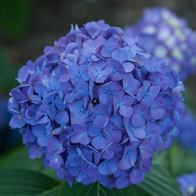 Departments - HYDRANGEA, LD RAVE 3-5 GALLON