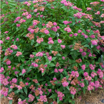 SPIREA, DOUBLE PLAY ARTISAN 2 GAL