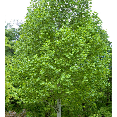 TULIP TREE 10 GAL