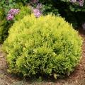 Anna's Magic Ball® Arborvitae 2G