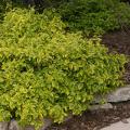 EUONYMUS, GOLD SPLASH 3-5 GALLON