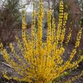 FORSYTHIA, SHOW OFF STARLET 5 G