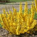 FORSYTHIA, SUGAR BABY 3-5 GALLON