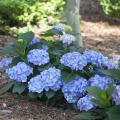 HYDRANGEA, LD BLUE JANGLES 2 GAL