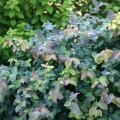 SPIREA, DBL PLAY BLUE KAZOO 5 G