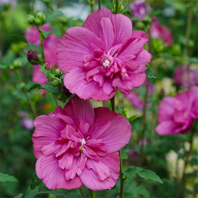 Magenta Chiffon Rose of Sharon 'Althea' 2G