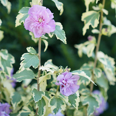 Sugar Tip Gold Rose of Sharon 'Althea' 2G