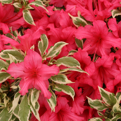 Bollywood Azalea 3-5G