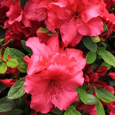 Bloom-A-Thon® Red Reblooming Azalea 8"