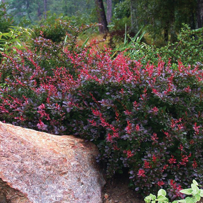 BARBERRY, CRIMSON PYGMY 3-5 GAL