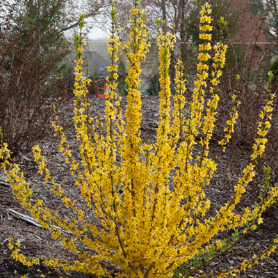 Show off Starlet Forsythia 5G