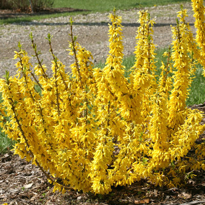 Sugar Baby Forsythia 3-5G