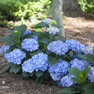 HYDRANGEA, LD BLUE JANGLES 2 GAL