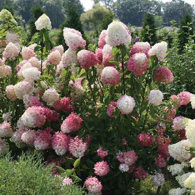 Zinfin Doll® Panicle Hydrangea 3-5G