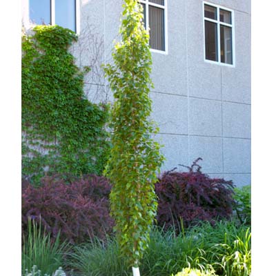 BIRCH, PARKLAND PILLAR 7 GALLON