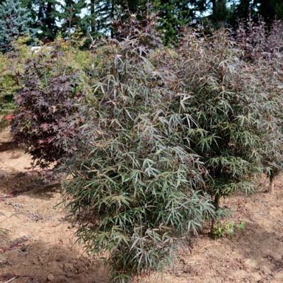 MAPLE, JAPANESE HUBB'S RED WILLOW 7'
