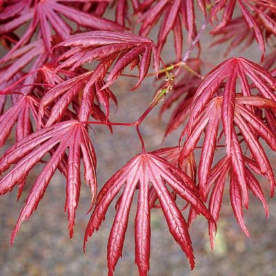 MAPLE, JAPANESE TROMPENBURG 7'