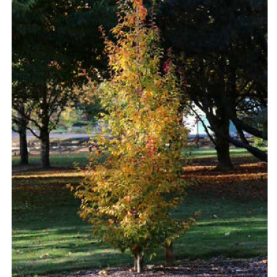 Persian Spire Parrotia (1.75")