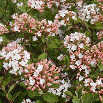 VIBURNUM