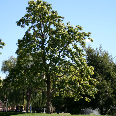 CATALPA