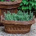 PLANTER, OLIVE HARVEST BASKET#45