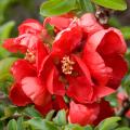 QUINCE, TEXAS SCARLET 3-5 GALLON