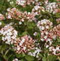 VIBURNUM, SPICE ISLAND 3-5 GAL