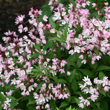 DEUTZIA, YUKI CHERRY BLOSSOM 2 G