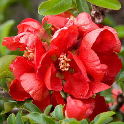 QUINCE, TEXAS SCARLET 3-5 GALLON