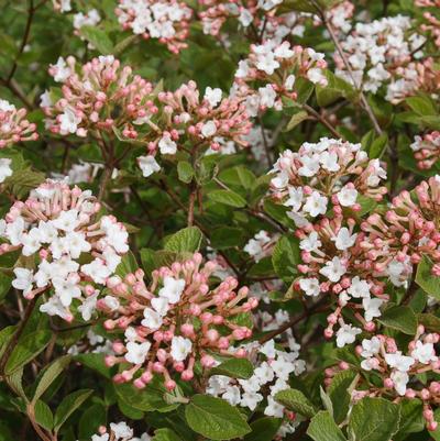 VIBURNUM, SPICE ISLAND 3-5 GAL