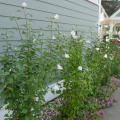 White Pillar Rose of Sharon 'Althea' 8"