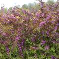 BEAUTYBERRY, EARLY AMETHYST 3-5