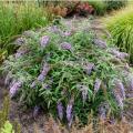 BUTTERFLY BUSH, LAVENDER CASCADE