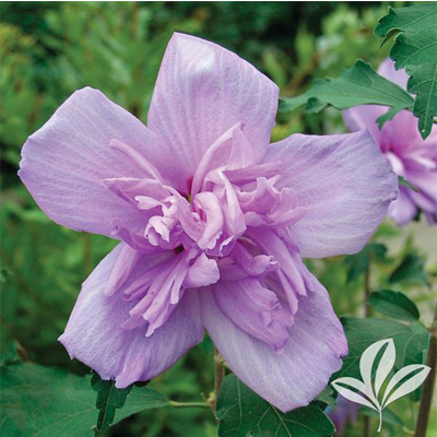 Double Purple Rose of Sharon 'Althea' Tree 7-gal