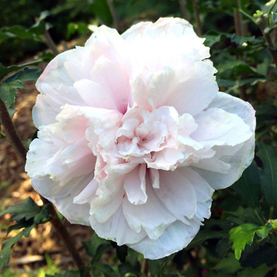 French Cabaret Blush Rose of Sharon 'Althea ' 3-5G