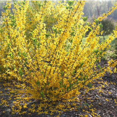 FORSYTHIA, FLYING MACHINE 3-5 G