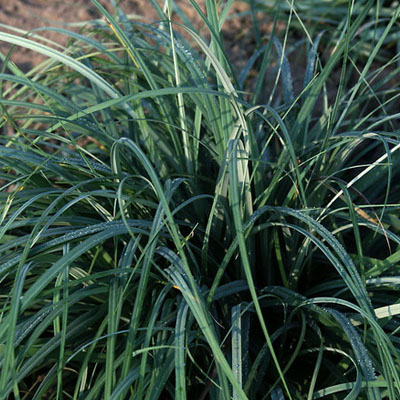 GRASS, BLUE ZINGER 8"