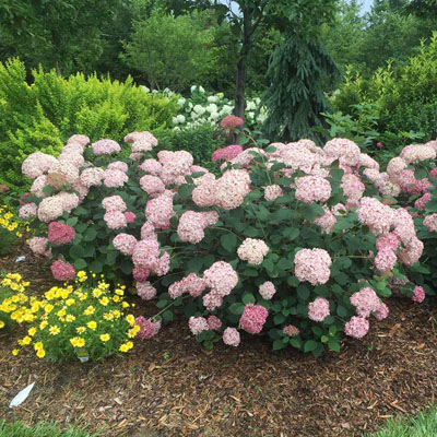 Incrediball® Blush Smooth Hydrangea 3-5G