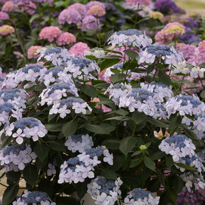 Let's Dance Diva!® Reblooming Hydrangea 3-5G